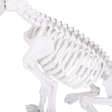 Load image into Gallery viewer, Sitting Skeleton Dog Halloween Decoration in Natural Color for Party Tables