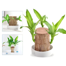 Load image into Gallery viewer, Lucky Brazilian Wood Plant
