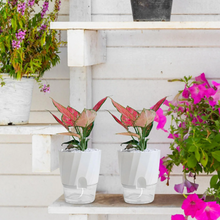 Load image into Gallery viewer, Self Watering Planter