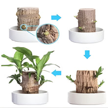 Load image into Gallery viewer, Lucky Brazilian Wood Plant