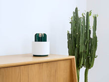 Load image into Gallery viewer, Mosquito Cactus Lamp