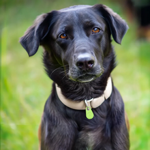Load image into Gallery viewer, Pets Smart Waterproof GPS Tracker