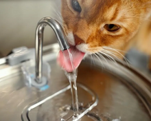 Load image into Gallery viewer, Ultra-Quiet Stainless Steel Pet Water Fountain with Triple Filtration System - 108.2oz Capacity for Cats and Dogs