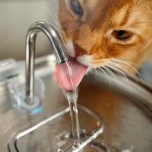 Load image into Gallery viewer, Ultra-Quiet Stainless Steel Pet Water Fountain with Triple Filtration System, 108.2oz Capacity for Cats and Dogs