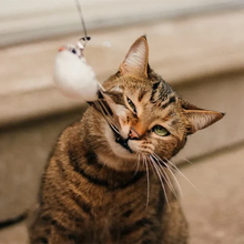 Load image into Gallery viewer, Interactive Bird Simulation Cat Toy Set