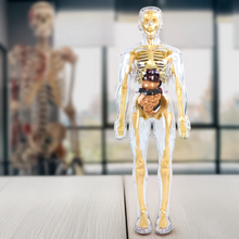 Load image into Gallery viewer, Kids 3D Human Body Anatomy Model Fun & Educational Science Toy