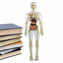 Load image into Gallery viewer, Kids 3D Human Body Anatomy Model Fun and Educational Science Toy