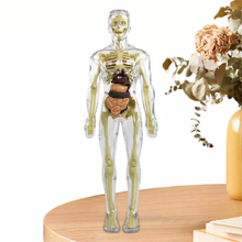 Load image into Gallery viewer, Kids 3D Human Body Anatomy Model Fun & Educational Science Toy