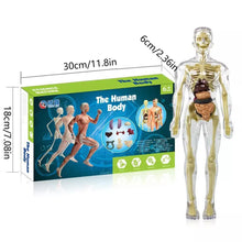 Load image into Gallery viewer, Kids 3D Human Body Anatomy Model Fun & Educational Science Toy