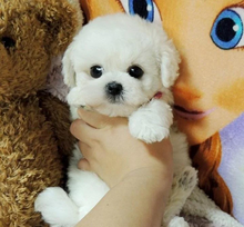 Load image into Gallery viewer, Realistic Teddy Dog Lucky, Plush Puppy
