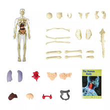 Load image into Gallery viewer, Kids 3D Human Body Anatomy Model Fun & Educational Science Toy