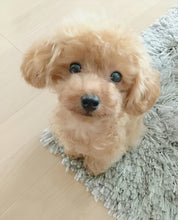 Load image into Gallery viewer, Realistic Teddy Dog Lucky, Plush Puppy