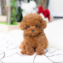 Load image into Gallery viewer, Realistic Teddy Dog Lucky | Plush Puppy