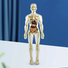 Load image into Gallery viewer, Kids 3D Human Body Anatomy Model Fun & Educational Science Toy