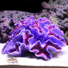 Load image into Gallery viewer, Vibrant Resin Coral Reef Decor for Aquariums