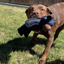 Load image into Gallery viewer, Indestructible Oxford Bear Chew Toy for All Dog Sizes