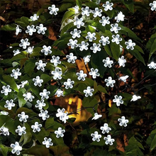Load image into Gallery viewer, Solar Powered Sakura String Lights for Outdoor Decorative Lighting