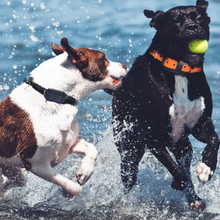 Load image into Gallery viewer, Electric Anti Bark Collar for Dogs, Waterproof with Long Range Remote