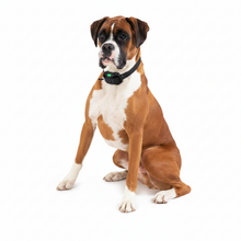 Load image into Gallery viewer, Electric Anti Bark Collar for Dogs, Waterproof with Long Range Remote