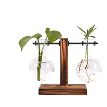 Load image into Gallery viewer, Hydroponic Glass Terrarium Vase for Home, Office Décor