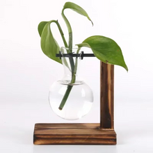 Load image into Gallery viewer, Hydroponic Glass Terrarium Vase for Home, Office Décor