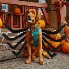 Load image into Gallery viewer, Spider Pet Costume with Attached Legs and Adjustable Straps