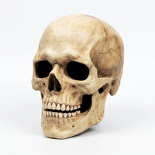 Load image into Gallery viewer, Movable Jaw Skull Mask with Full Head Latex Shell for Adult Halloween Costumes

