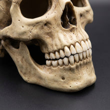 Load image into Gallery viewer, Movable Jaw Skull Mask with Full Head Latex Shell for Adult Halloween Costumes

