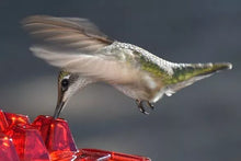 Load image into Gallery viewer, Ant Proof Hummingbird Feeder Outdoor Hanging Perch
