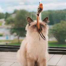 Load image into Gallery viewer, Interactive Bird Simulation Cat Toy Set
