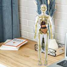 Load image into Gallery viewer, Kids 3D Human Body Anatomy Model Fun &amp; Educational Science Toy
