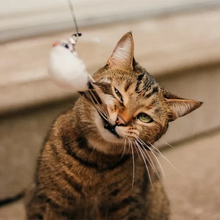 Load image into Gallery viewer, Interactive Bird Simulation Cat Toy Set
