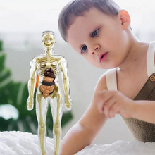 Load image into Gallery viewer, Kids 3D Human Body Anatomy Model Fun &amp; Educational Science Toy
