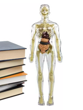 Load image into Gallery viewer, Kids 3D Human Body Anatomy Model Fun &amp; Educational Science Toy
