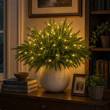 Load image into Gallery viewer, Light Up Norfolk Pine Branch with Warm Golden Twinkles Battery Powered in Classic Red Berry Or Frosted
