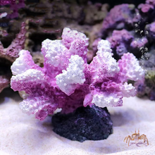 Load image into Gallery viewer, Vibrant Resin Coral Reef Decor for Aquariums
