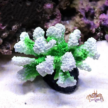 Load image into Gallery viewer, Vibrant Resin Coral Reef Decor for Aquariums

