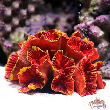 Load image into Gallery viewer, Vibrant Resin Coral Reef Decor for Aquariums
