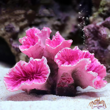 Load image into Gallery viewer, Vibrant Resin Coral Reef Decor for Aquariums
