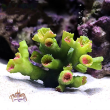 Load image into Gallery viewer, Vibrant Resin Coral Reef Decor for Aquariums
