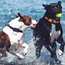 Load image into Gallery viewer, Electric Anti Bark Collar for Dogs, Waterproof with Long Range Remote
