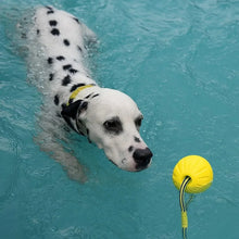 Load image into Gallery viewer, Floating Dog Ball, Water Play Rubber Toy
