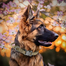 Load image into Gallery viewer, Tactical Dog Collar, Durable Adjustable Nylon
