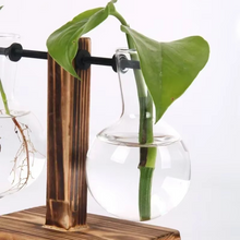 Load image into Gallery viewer, Hydroponic Glass Terrarium Vase for Home, Office Décor
