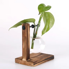 Load image into Gallery viewer, Hydroponic Glass Terrarium Vase for Home, Office Décor
