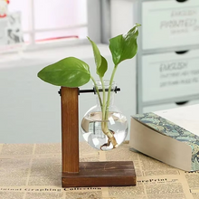 Load image into Gallery viewer, Hydroponic Glass Terrarium Vase for Home, Office Décor
