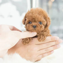 Load image into Gallery viewer, Interactive Robotic Puppy with Voice Activation and Touch Sensors, Soft Fur Texture
