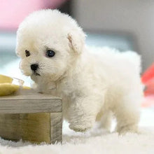 Load image into Gallery viewer, Interactive Walking Plush Puppy with Touch Sensors and Barking Sounds

