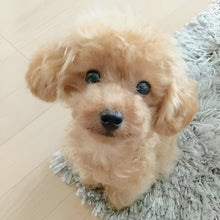 Load image into Gallery viewer, Plush Teddy Puppy Toy with Airbrushed Fur, Clay Nose and Paws and a Weighted Body in Four Colors
