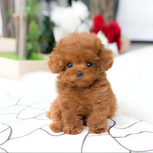 Load image into Gallery viewer, Plush Teddy Puppy Toy with Airbrushed Fur, Clay Nose and Paws and a Weighted Body in Four Colors
